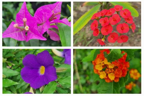 Jardín al aire libre en Domaine le Flamboyant