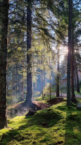 a misty forest with trees in the foreground at Cairngorm Lodges in Aboyne