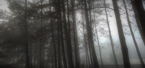 a foggy forest with trees in the foreground at La ermita del bosque in Valparaíso