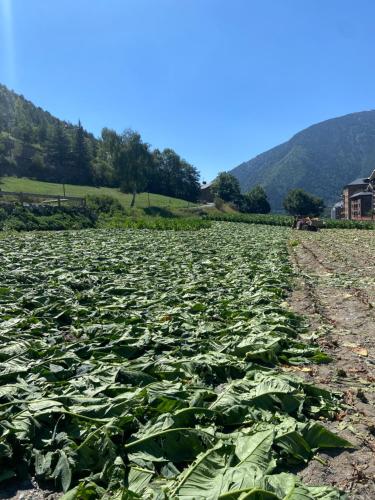 a field filled with lots of green plants at Apartaments Giberga in LʼAldosa