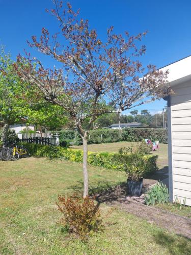 a tree in a yard next to a building at chalet la rose des sables in Labenne