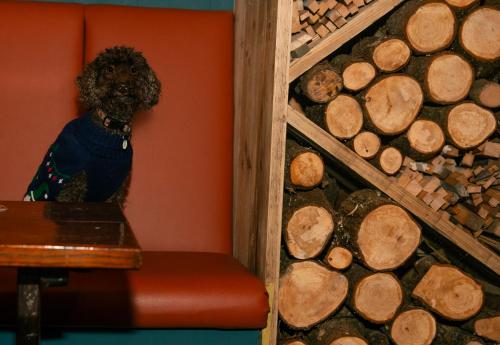 a dog sitting in a chair next to a pile of logs at Colcombe Castle Hotel in Colyton