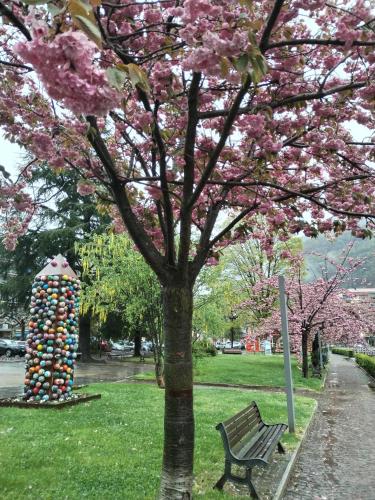 a park with a tree and a bench with pink flowers at un balcone sul lago in Omegna
