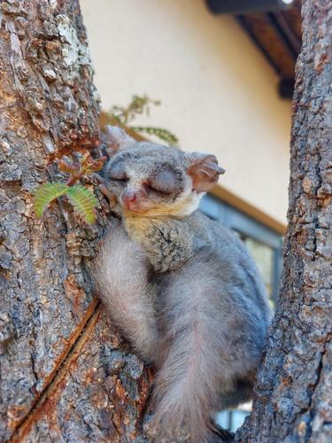 a squirrel is sitting on the side of a tree at The Baobab Bush Lodge and Villa in Hoedspruit