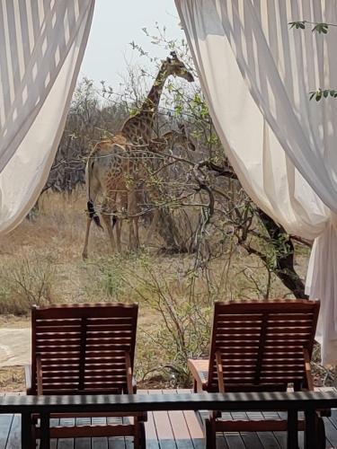 a giraffe standing in front of a table and two chairs at The Baobab Bush Lodge and Villa in Hoedspruit