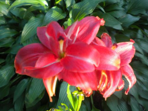 a red flower in front of a green bush at Fleetwood House Bed and Breakfast in Portland
