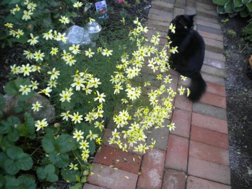 a black cat sitting next to a bunch of yellow flowers at Fleetwood House Bed and Breakfast in Portland
