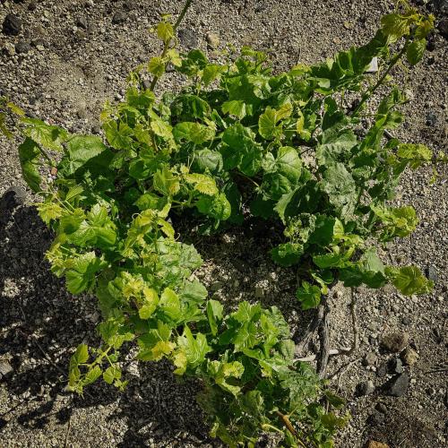 a green plant growing on the ground at Zana's Villa-Sandra in Akrotiri