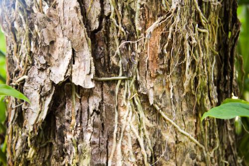 a close up of a tree trunk with vines at Pousada da Mata in Iriri