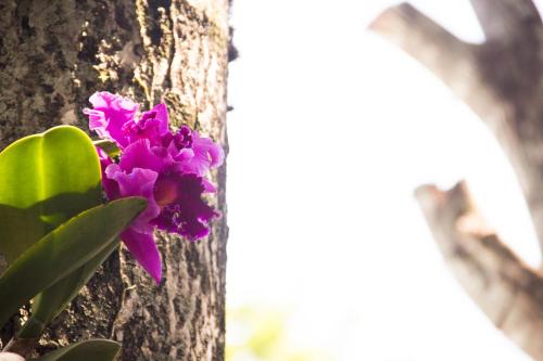 a purple flower next to a tree at Pousada da Mata in Iriri