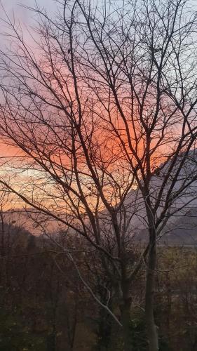 a tree with no leaves in front of a sunset at Le Rive nel bosco in Capo di Ponte