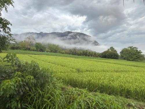 a field of rice with a mountain in the background at The Rice Chiang Dao in Ban Thung Lakhon