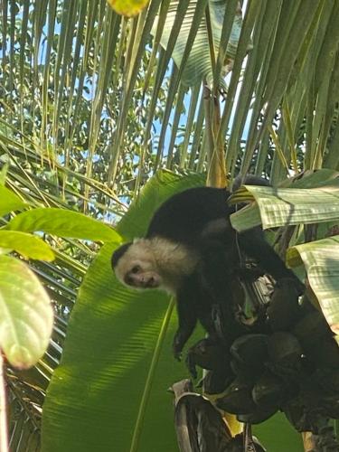 Foto da galeria de Junglehouse Matapalo em Savegre