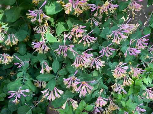 a bunch of purple flowers on a plant at Casa de Tres Lunas/House of Three Moons in Santa Fe