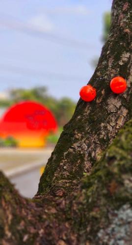 two red mushrooms on the side of a tree at Hualien Toongmao Resort in Jian