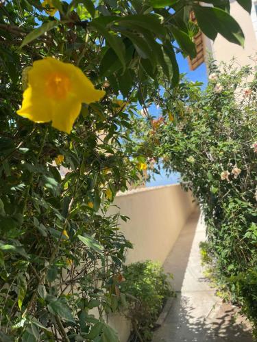 a yellow flower on a bush next to a building at Suíte 2 caminho do mirante in Iguaba Grande