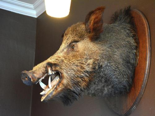a statue of a bear head hanging on a wall at Villa in Vielsalm with Lake Views and Pool in Vielsalm