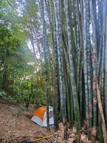 an orange and white tent in the bamboo forest at Campamento equipado de bosque in Cuetzalán del Progreso