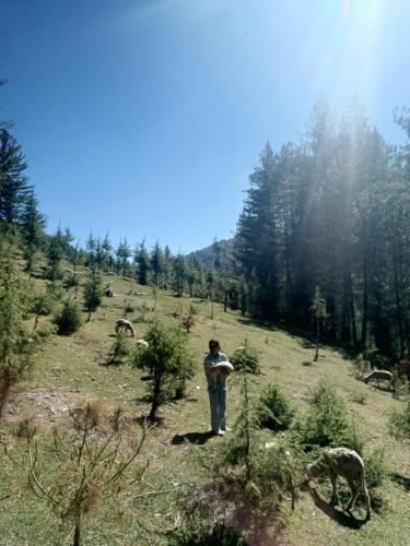 a man standing on a hill with a frisbee at Apple Land by Naavagat in Jibhi