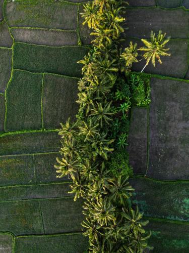 a plant with green leaves on the ground at Ayu Duwur Beji in Ubud