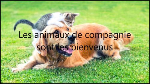 a cat riding on the back of a dog at Brit Hotel Confort Deltour Mende in Mende