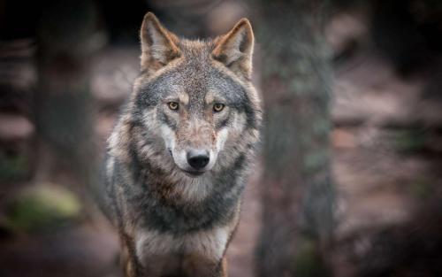 a wolf is looking at the camera at Brit Hotel Confort Deltour Mende in Mende