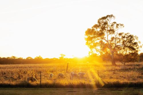 a group of sheep grazing in a field at Moodemere Lake House in Rutherglen