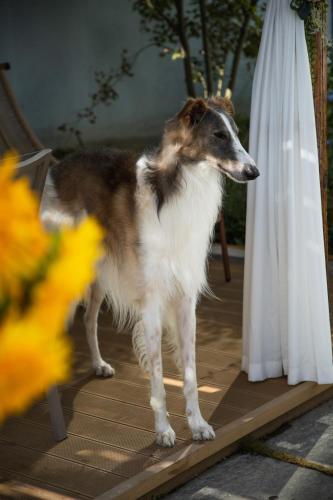 a brown and white dog standing on a wooden deck at The White Courtyard in Dali