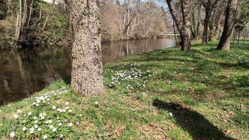 un arbre à côté d'une rivière avec des fleurs blanches dans l'établissement studio 19M2 proche de Vulcania, à La Celle-sous-Gouzon