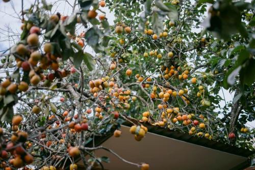 Vườn quanh LE'S DALAT SKY Hotel Da Lat