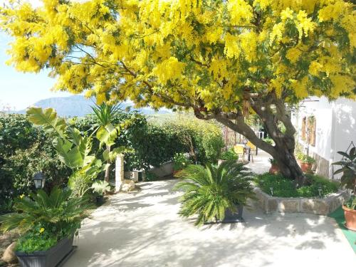 a tree with yellow flowers in a courtyard at Casa Lachesi in Caccamo