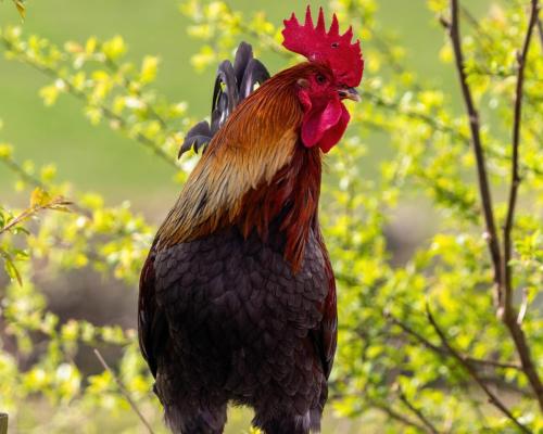 a rooster with a red head standing in a tree at Sheep Dip Cottage - 5* Cyfie Farm, with log burner and private hot tub in Llanfyllin