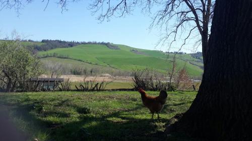 a chicken standing next to a tree in a field at Agriturismo Molino Nuovo in Castel San Pietro Terme