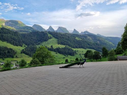 a bird walking on a road with mountains in the background at Ferienwohnung Toggilodge in Unterwasser