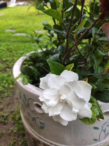 Giardino di Gloria's GARDENIA RETREAT