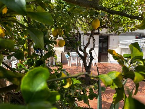 A garden outside Casa Ciccio