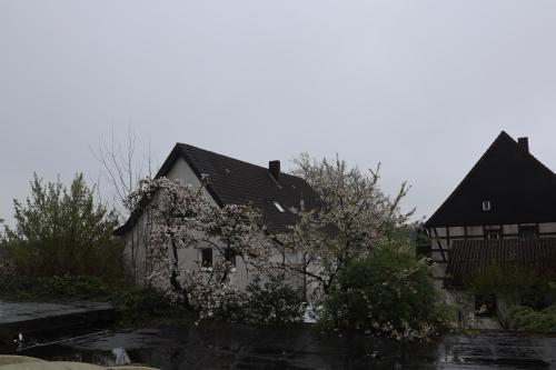 a house with a tree in front of it at Hotel Haarener Hof in Bad Wünnenberg