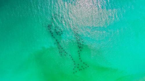 a group of birds swimming in the water at Sanity By the Sea by 30A Escapes in Inlet Beach