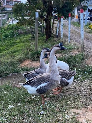 Gallery image of Granja La Hermosa in Ovejas