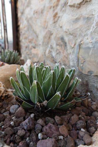 a small green plant sitting on some rocks at Agave Residence House 13 in Pomarico