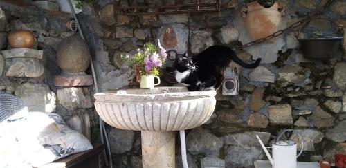 a black and white dog laying in a stone sink at La casa nell'aria Casa Scacciapensieri TAORMINA in Taormina