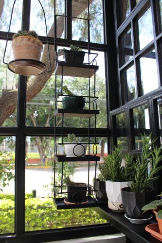 a group of potted plants sitting on a window sill at Kunan Hotel in Cochabamba