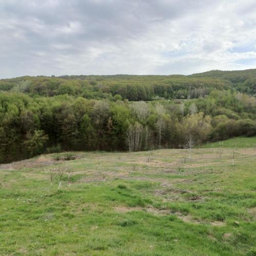 a field of grass with trees in the background at Cabana Ene Strada Poienari nr 13 A in Râmnicu Vâlcea