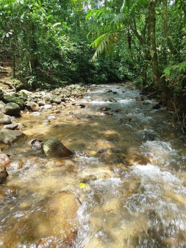 a stream of water with rocks in a forest at Bungalow con jacuzzi YeyYe in Chachagua