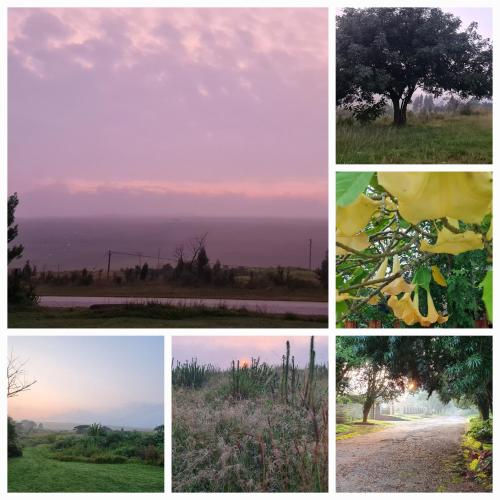 a collage of different pictures of a field and a tree at Mosswood Bed & Breakfast in Graskop