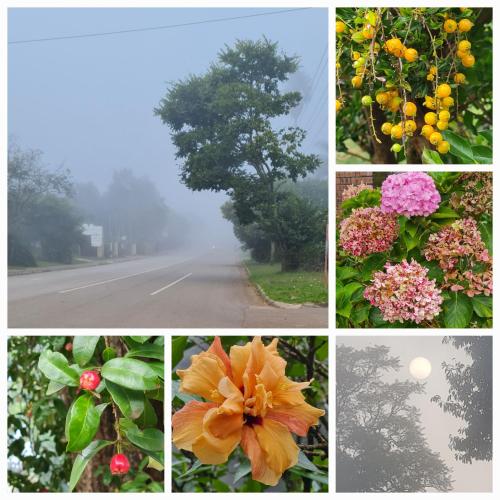 a collage of pictures of flowers and a tree at Mosswood Bed & Breakfast in Graskop