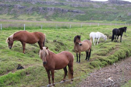 a group of horses standing in a field at Árbakki-Guesthouse near Egilsstaðir in Stóri-Bakki