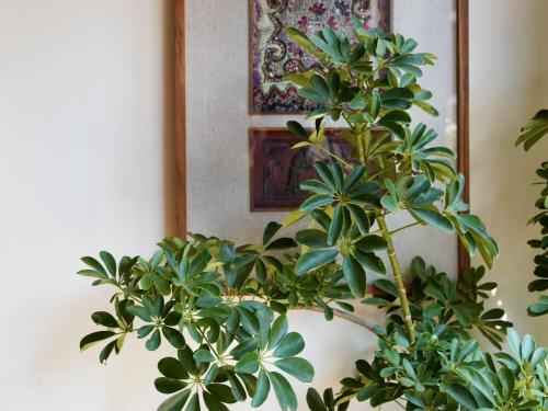 a plant in front of a mirror with a picture at Dan's House - Near Lingyin Temple in Hangzhou