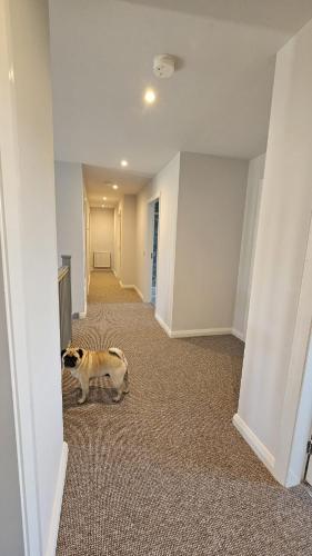a cat standing in the middle of a hallway at Benji & Milo's Farmhouse in Hillhead