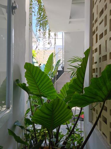 Сад в Guest House Djumah Damai
